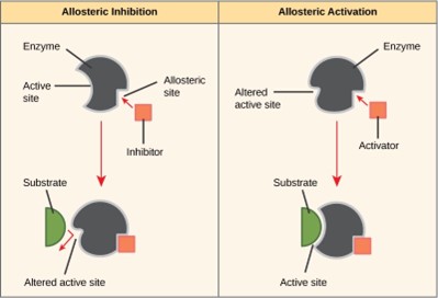 Illustration on the left shows allosteric inhibitors. The left shows allosteric activators