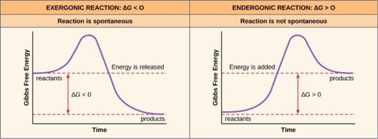 Two graphs showing Exergonic and endergonic reactions