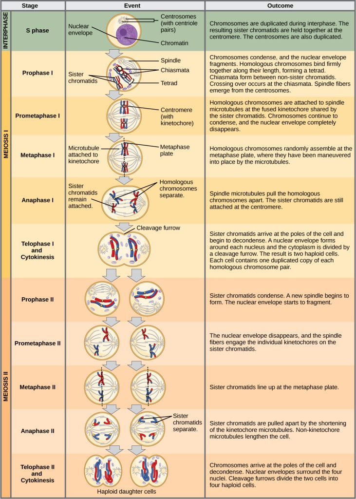This illustration outlines the stages of meiosis. In interphase, before meiosis begins, the chromosomes are duplicated. Meiosis I then proceeds through several stages. In prophase I, the chromosomes begin to condense and the nuclear envelope fragments. Homologous pairs of chromosomes line up, and chiasmata form between them. Crossing over occurs at the chiasmata. Spindle fibers emerge from the centrosomes. In prometaphase I, homologous chromosomes attach to the spindle microtubules. In metaphase I, homologous chromosomes line up at the metaphase plate. In anaphase I, the spindle microtubules pull the homologous pairs of chromosomes apart. In telophase I and cytokinesis, the sister chromatids arrive at the poles of the cell and begin to decondense. The nuclear envelope begins to form again, and cell division occurs. Meiosis II then proceeds through several stages. In prophase II, the sister chromatids condense and the nuclear envelope fragments. A new spindle begins to form. In prometaphase II, the sister chromatids become attached to the kinetochore. In metaphase II, the sister chromatids line up at the metaphase plate. In anaphase II, the sister chromatids are pulled apart by the shortening spindles. In telophase II and cytokinesis, the nuclear envelope forms again and cell division occurs, resulting in four haploid daughter cells.