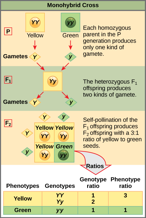 Figure 12.4 In the P generation, pea plants that are true-breeding for the dominant yellow phenotype are crossed with plants with the recessive green phenotype. This cross produces F1 heterozygotes with a yellow phenotype. Punnett square analysis can be used to predict the genotypes of the F2 generation.