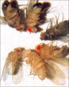 Clockwise from top left are brown, cinnabar, sepia, vermilion, white, and red. Red eye color is wild-type and is dominant to white eye color