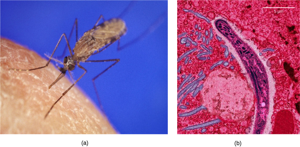 Photo a shows the Anopheles gambiae mosquito, which carries malaria.