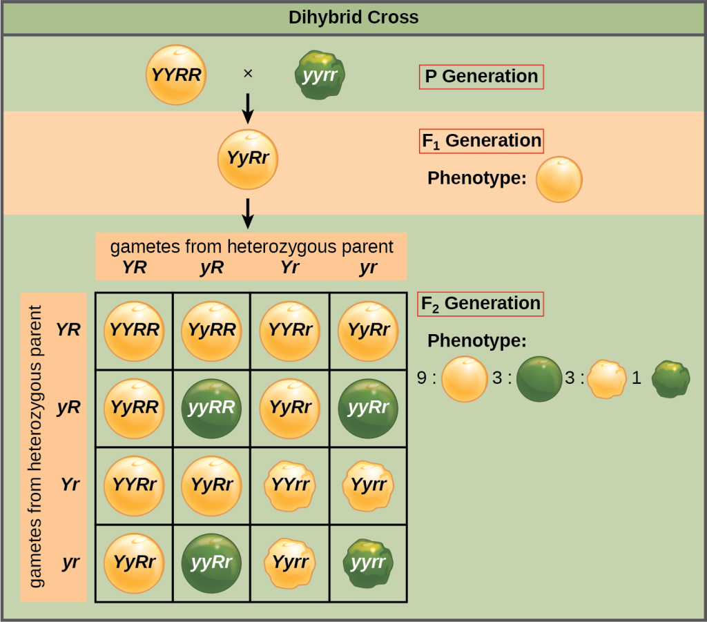 This illustration shows a dihybrid cross between pea plants. In the upper case P generation, a plant that has the homozygous dominant phenotype of round, yellow peas is crossed with a plant with the homozygous recessive phenotype of wrinkled, green peas. The resulting F subscript 1 baseline offspring have a heterozygous genotype and round, yellow peas. Self-pollination of the F subscript 1 baseline generation results in F subscript 2 baseline offspring with a phenotypic ratio of 9 colon 3 colon 3 colon 1 for yellow round, green round, yellow wrinkled and green wrinkled peas, respectively.