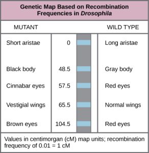 This genetic map orders Drosophila genes on the basis of recombination frequency.