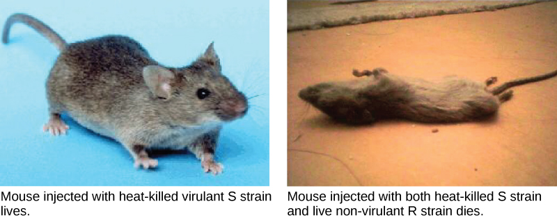 Photo on left shows a mouse that was injected with the heat-killed S strain and lived. Image on the left shows a dead mouse on its back. This mouse was injected heat-killed S strain and a live R strain