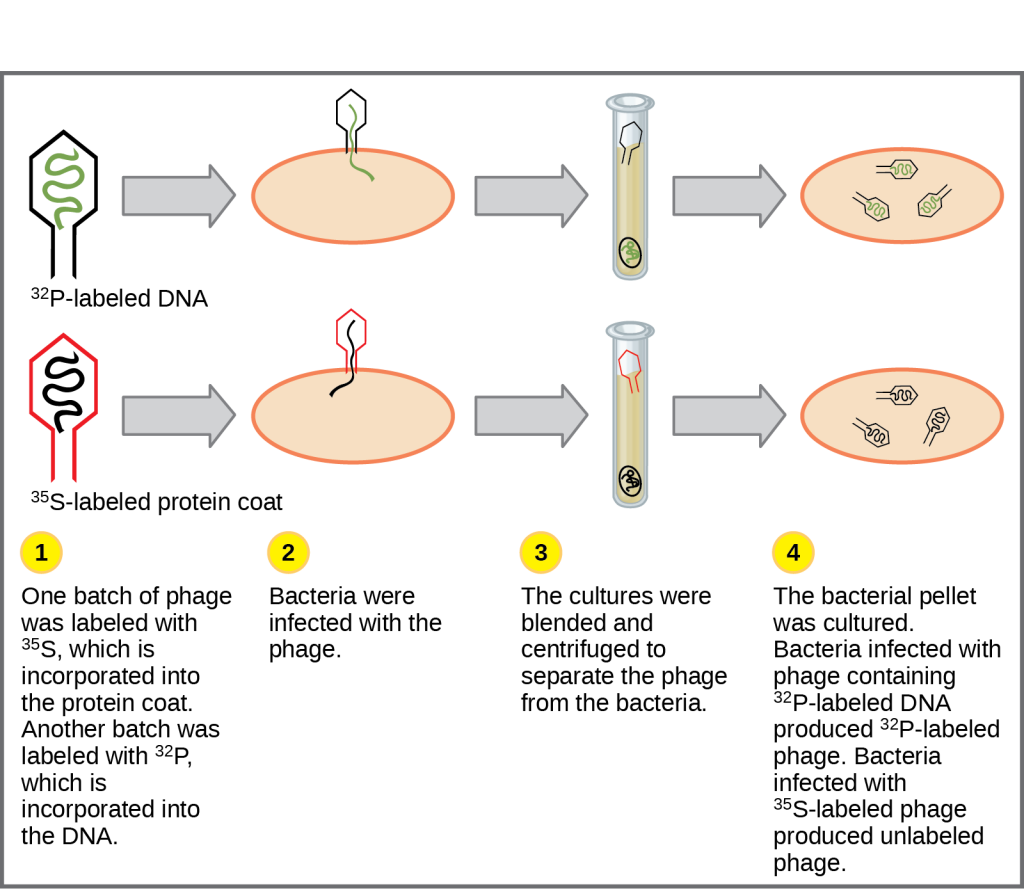 Illustration shows bacteria being infected by phage labeled with superscript 35 baseline upper case S, which is incorporated into the protein coat, or superscript 32 baseline upper case P, which is incorporated into the D N A. Infected bacteria were separated from phage by centrifugation and cultured. The bacteria that had been infected with phage containing superscript 32 baseline upper P labeled D N A made radioactive phage. The bacteria that had been infected with superscript 35 baseline upper S labeled phage produced unlabeled phage. The results support the hypothesis that D N A, and not protein, is the genetic material.