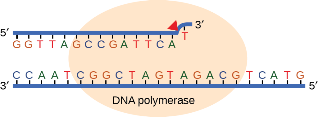 Illustration shows D N A polymerase replicating a strand of D N A. The enzyme has accidentally inserted G opposite A, resulting in a bulge. The enzyme backs up to fix the error.