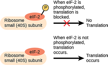 The lower case e lower case I upper case F dash 2 protein is a translation factor that binds to the small 40 S ribosome subunit. When e I F dash 2 is phosphorylated, translation is blocked.