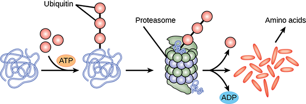 Multiple ubiquitin groups combine to bind to a protein. The tagged protein is then fed into the hollow tube of a proteasome. The proteasome degrades the protein. This produces ADP and amino acids, and the ubiquitin is also released.