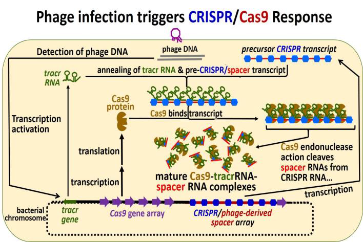 Phage infection triggers formation of CRISPR/Cas9 array.
