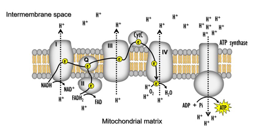hydrogen ions in the matrix space can only pass through the inner mitochondrial membrane by an integral membrane protein called ATP synthase