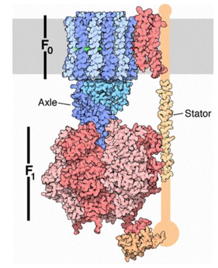 A model of the ATP synthase complex showing the F0, axle, stator, and F1 structures