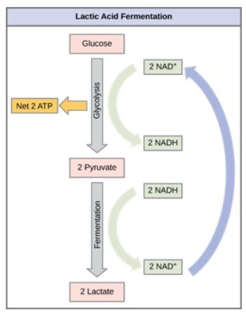 Metabolism without Oxygen – Biology 2e Part I, 2nd edition