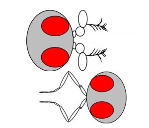 schematic of the Antennapedia mutant in Drosophila