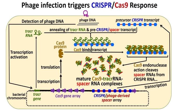 Phage infection triggers formation of CRISPR/Cas9 array