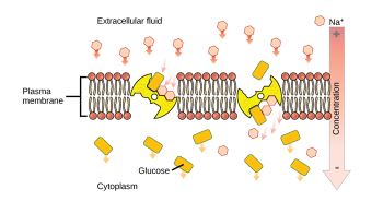 Active Transport – Biology 2e Part I, 2nd edition