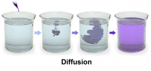 Four containers of diffusion taking place. Purple drops were placed in the first and the liquid is turning more purple in each containers