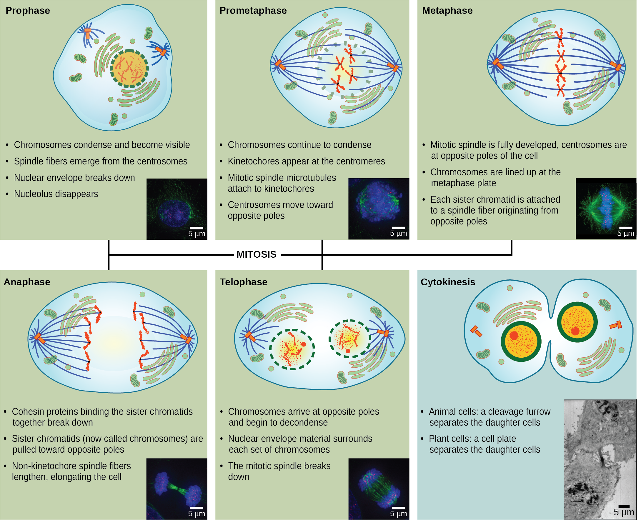 Six illustrations of Karyokinesis (or mitosis) is divided into five stages—prophase, prometaphase, metaphase, anaphase, and telophase. An a illustrations of cytokinesis