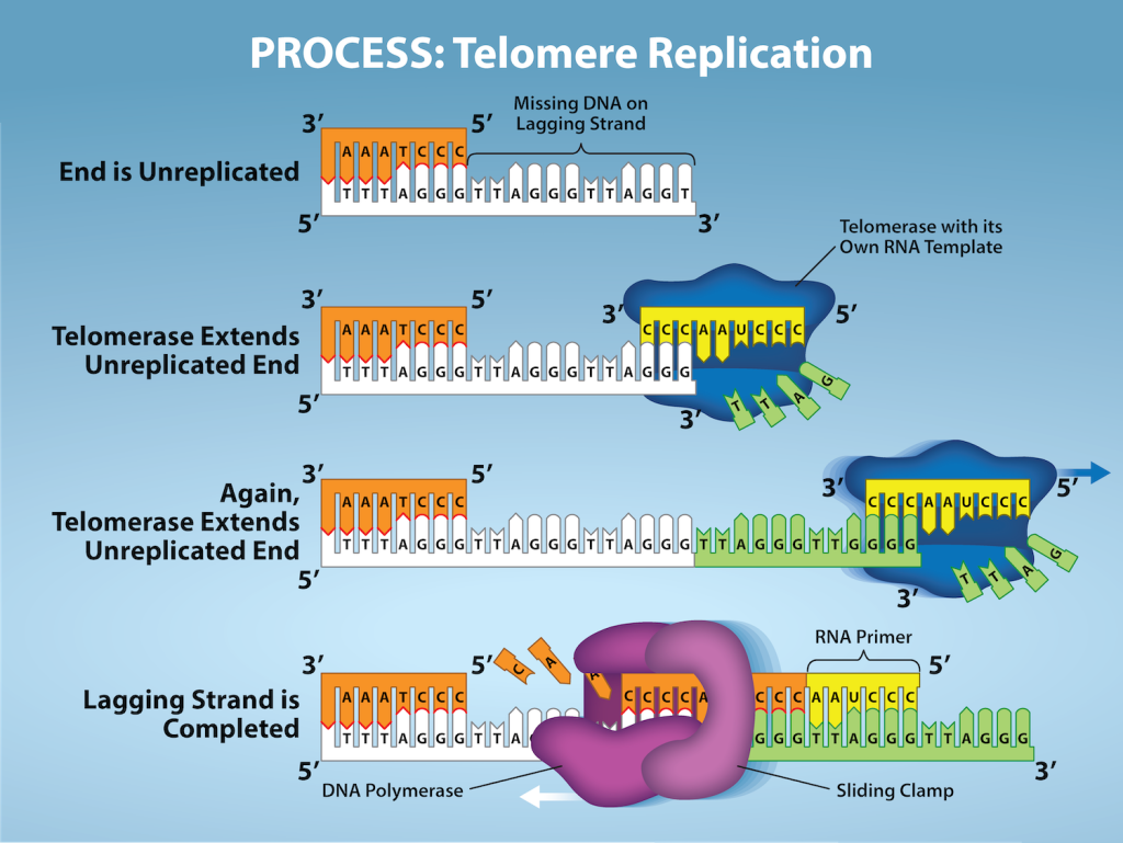 The process of Telomere Replication is shown. The starting image has an unreplicated end, and is missing DNA on the lagging strang. Telomerase has an associated R N A that complements the 5 prime overhang at the end of the chromosome, creating an extension of the unreplicated end. The R N A template is used to synthesize the complementary strand, and telomerase again extends the unreplicated end. Telomerase then shifts, and the process is repeated. Next, primase and D N A polymerase synthesize the rest of the complementary strand. And the lagging strand is completed.