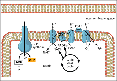 An illustration of the difference in the concentration of H+ on opposite sides of the inner mitochondrial membrane drives chemiosmosis, the synthesis of ATP by the ATP synthase complex