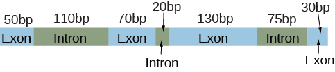 An unprocessed pre-mRNA diagram. Seven blocks labeled Exon and Introns rotating with the following over each of the seven blocks: 50pb, 110bp, 70bp, 20bp, 130bp, 75bp, and 30bp.