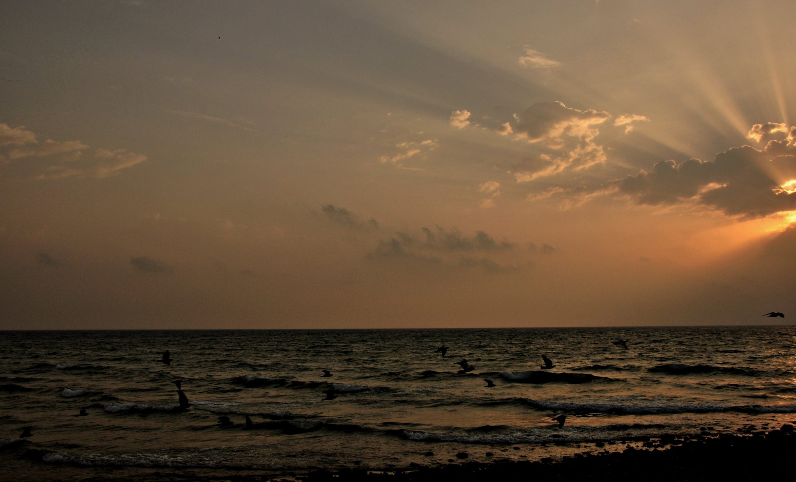 Meditative image showing sunset of coastal waves, flying seagulls, and beach in the foreground.
