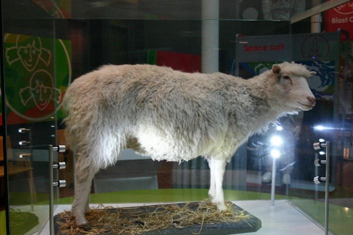 Photograph of Dolly the sheep stuffed in a display case.