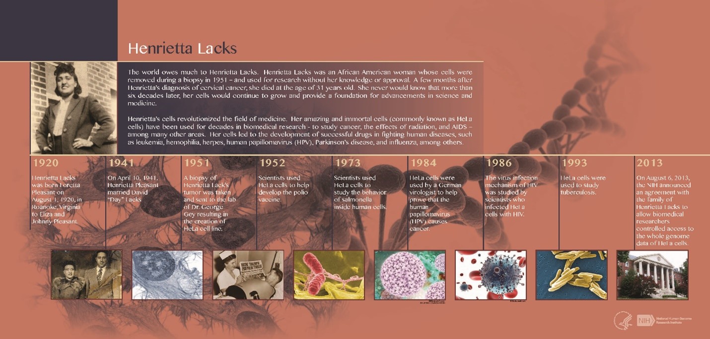 Graphic timeline of the legacy of Henrietta Lacks. Timeline covers from 1920 - 2013