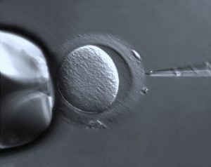 A round egg cell (oocyte) in the center, is held in place by the tip of a suction tube on the left. The sharp capillary on the right can be used to inject sperm cells for in vitro fertilization.