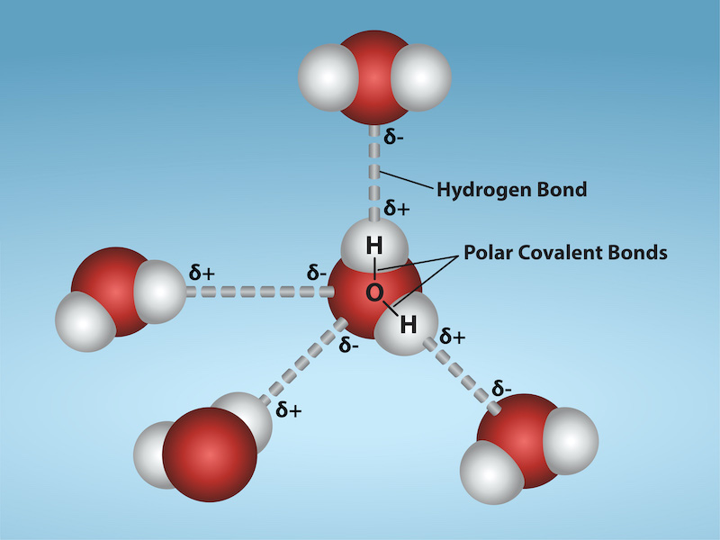 Four water molecules are shown, with hydrogen bonds between them. The hydrogen bonds are dotted lines connecting the hydrogen atom from one molecule with an oxygen atom from another molecule.