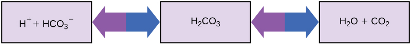 An upper case H subscript 2 baseline upper case O molecule can combine with an upper case C upper case O subscript 2 baseline molecule to form H subscript 2 baseline C O subscript 3 baseline, or carbonic acid. A proton may dissociate from H subscript 2 baseline C O subscript 3 baseline, forming bicarbonate, or H C O subscript 3 baseline superscript negative, in the process. The reaction is reversible so that if acid is added protons combined with bicarbonate to form carbonic acid.