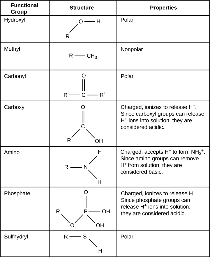 Table shows the structure and properties of different functional groups. Hydroxyl groups, which consist of upper case O upper case H attached to a carbon chain, are polar. Methyl groups, which consist of three hydrogens attached to a carbon chain, are nonpolar. Carbonyl groups, which consist of an oxygen double bonded to a carbon in the middle of a hydrocarbon chain, are polar. Carboxyl groups, which consist of a carbon with a double bonded oxygen and an upper O upper H group attached to a carbon chain, are able to ionize, releasing H positive ions into solution. Carboxyl groups are considered acidic. Amino groups, which consist of two hydrogens attached to a nitrogen, are able to accept H positive ions from solution, forming H subscript 3 baseline positive. Amino groups are considered basic. Phosphate groups consist of a phosphorous with one double bonded oxygen and two upper O upper H groups. Another oxygen forms a link from the phosphorous to a carbon chain. Both upper O upper H groups in phosphorous can lose an H positive ion, and phosphate groups are considered acidic.
