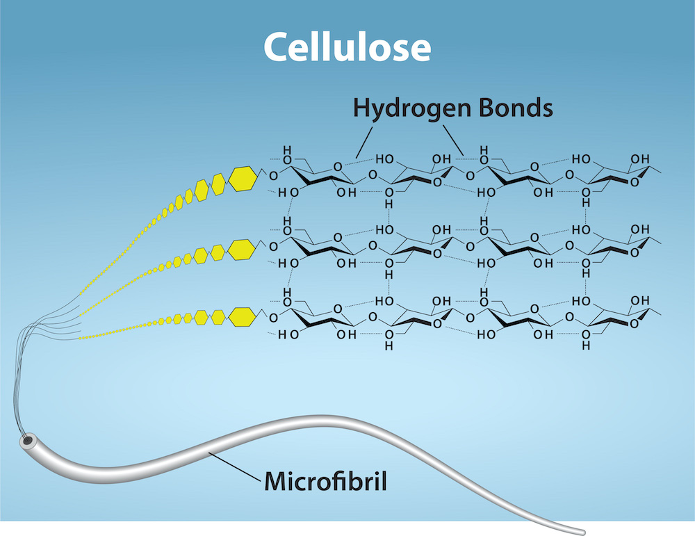 Three different magnifications of cellulose are shown. The microfibril is shown as a string-like tube. Further magnification shows that the microfibril is made up of chains of glucose molecules. Further magnification shows the structure of the glucose and that they are linked by hydrogen bonds.