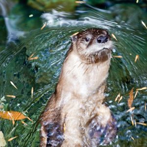 Photo shows a river otter swimming. The river otter has thick fur that is smooth and wet.