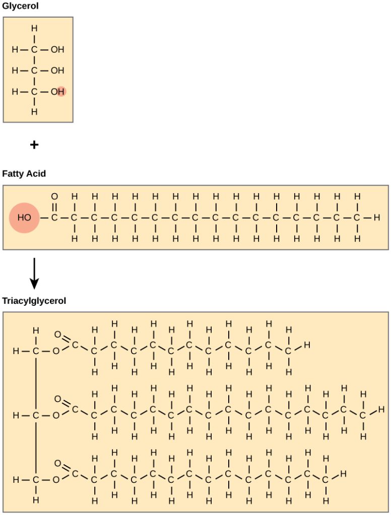 The structures of glycerol, a fatty acid, and a triacylglycerol are shown. Glycerol is a chain of three carbons, with a hydroxyl (upper O upper H) group attached to each carbon. A fatty acid has an acetyl (upper C upper O upper O upper H) group attached to a long carbon chain. In triacylglycerol, a fatty acid is attached to each of glycerols three hydroxyl groups via the carboxyl group. A water molecule is lost in the reaction so the structure of the linkage is C dash O dash C, with an oxygen double bonded to the second carbon.