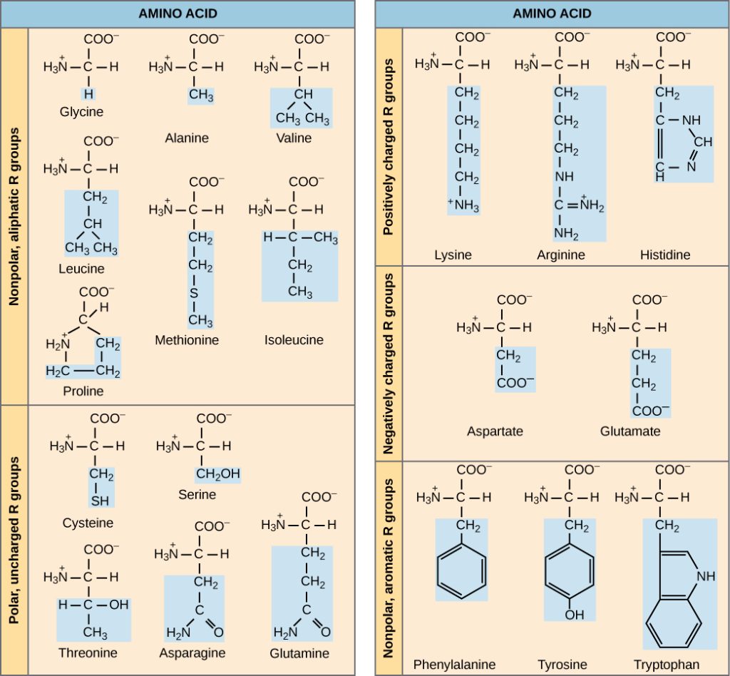 The molecular structures of the twenty amino acids commonly found in proteins are given. These are divided into five categories: nonpolar aliphatic, polar uncharged, positively charged, negatively charged, and aromatic. Nonpolar aliphatic amino acids include glycine, alanine, valine, leucine, methionine, isoleucine, and proline. Polar uncharged amino acids include serine, threonine, cysteine, asparagine, and glutamine. Positively charged amino acids include lysine, arginine, and histidine. Negatively charged amino acids include aspartate and glutamate. Aromatic amino acids include phenylalanine, tyrosine, and tryptophan. For example, in the amino acid glycine, the R group is a single hydrogen; but in alanine the R group is upper C upper H subscript 3 baseline.