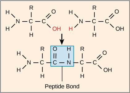 The formation of a peptide bond between two amino acids is shown. When the peptide bond forms, the carbon from the carbonyl group becomes attached to the nitrogen from the amino group. The upper O upper H from the carboxyl group and an upper H from the amino group form a molecule of water.