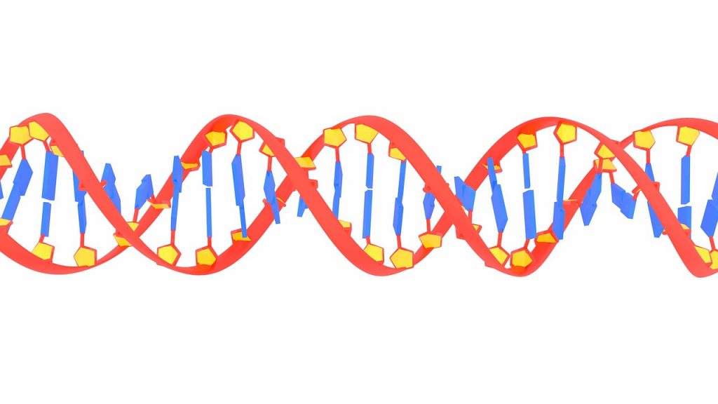 Illustration of Native DNA is an antiparallel double helix.