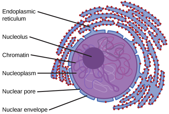 The two-dimensional image depicts the nucleus of a cell as a circular object with two membranes; several gaps appear in the circle, representing nuclear pores. Surrounding the nucleus are membranous sacks representing the endoplasmic reticulum. Inside the nucleus is another circle, approximately ten percent of the total size of the nucleus, representing the nucleolus.