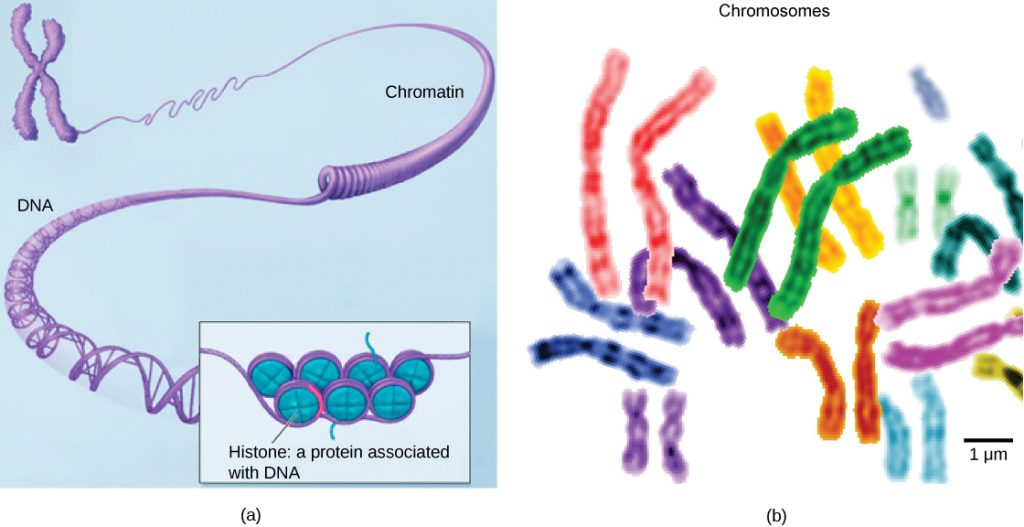 Part a: In this illustration, DNA tightly coiled into two thick cylinders is shown in the upper right. A close-up shows how the DNA is coiled around proteins called histones. Part b: This image shows paired chromosomes. The chromosomes are shown as a collection of slender tubes.