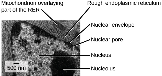 In this transmission electron micrograph, the nucleus is the most prominent feature. The nucleolus is a circular, dark region inside the nucleus. A nuclear pore can be seen in the nuclear envelope that surrounds the nucleus. The rough endoplasmic reticulum surrounds the nucleus, appearing as many layers of membranes. A mitochondrion sits between the layers of the E R membrane.