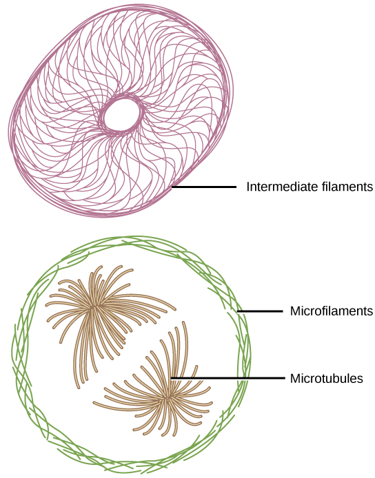 Microfilaments line the inside of the plasma membrane, whereas microtubules radiate out from the center of the cell. Intermediate filaments form a network throughout the cell that holds organelles in place.