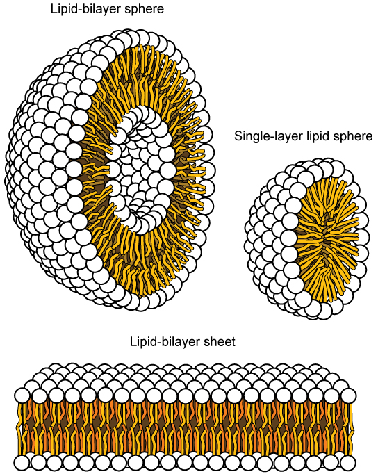 The image on the left shows a spherical lipid bilayer, shown as a half sphere whose surface is covered in the spherical polar heads, and thin, strandlike extend inward. In the core of the sphere is another half sphere, with the same anatomy. The image on the right shows a smaller sphere that has a single lipid layer only, made up of the spherical heads. The image at the bottom shows a lipid bilayer sheet; whose polar heads form the upper and lower surfaces, with tails extending toward each other in the middle.