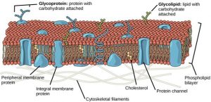 Illustratin of plasma membrane