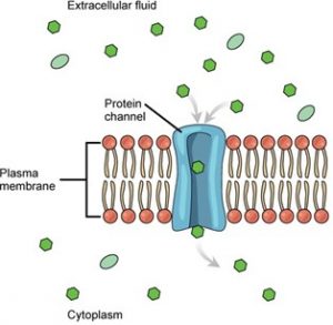Illustration of facilitated diffusion of substances crossing the cell (plasma) membrane