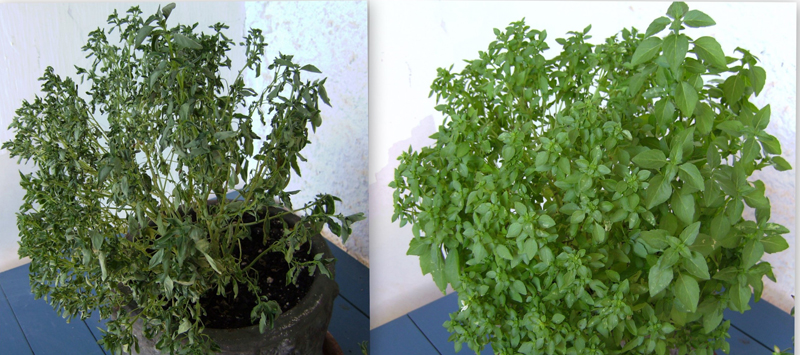 The left photo shows a plant that has wilted, with dark green leaves that are shriveled, and appear dry. The photo on the right shows a healthy plant, with broad light green leaves that appear soft and pliable.