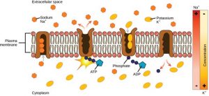 Active Transport – Biology 2e Part I, 2nd edition