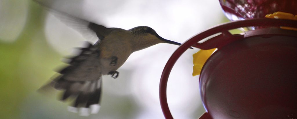 In this photo, a hummingbird drinks from a feeder.
