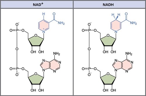 The oxidized form of the electron carrier NAD+ is illustrated on the left. On the right is an illustration of the reduced form (NADH).
