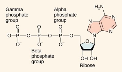 Illustration of molecule of adenosine momophosphate (AMP)